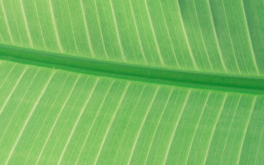 Close up of a leaf